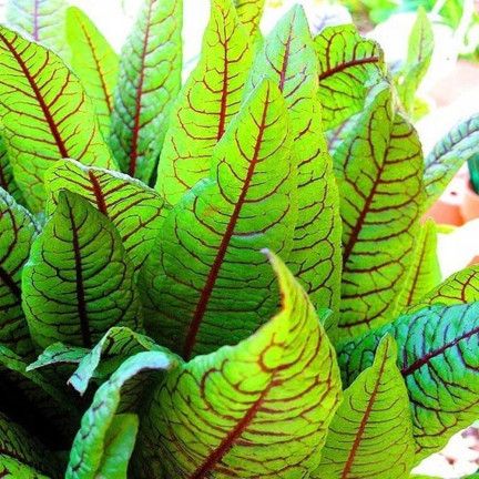 Z3033 BLUT-SAUERAMPFER RUMEX SANGUINEUS