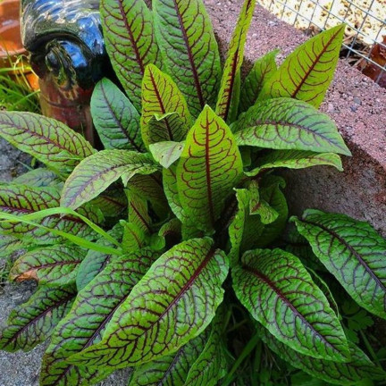 Z3033 BLUT-SAUERAMPFER RUMEX SANGUINEUS