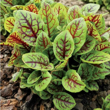 Z3033 BLUT-SAUERAMPFER RUMEX SANGUINEUS