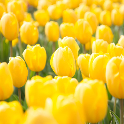Muscadet-Tulpe, Tulpenzwiebeln, Blumenzwiebeln, Größe 10/11, 50 Stück