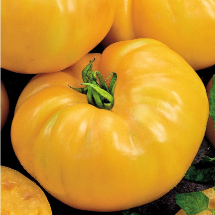 W1265 GEMAHLENE TOMATE TALL YELLOWSTONE SAMEN TOMATE SAFTIG GROSS 0.3G