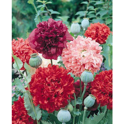 R3969 SOMMER MOHN VOLLE FARBE MIX MOHNBLUMEN SAMEN 0.5G PFINGSTROSE MOHN