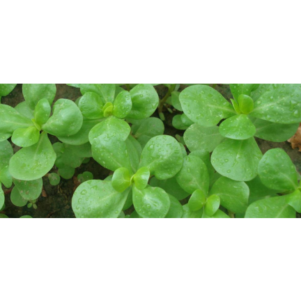 W1768 GEMÜSE PORTULAK SAMEN 1G TORAF SCHMACKHAFT GESUND SUPERFOOD OMEGA-3
