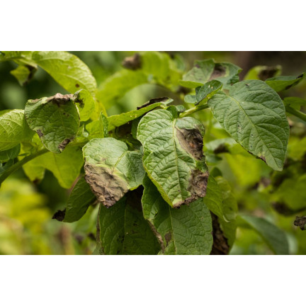 SUM37 Help Plant B Bor-Mangelspray 20 ml, Bekämpft die Krautfäule