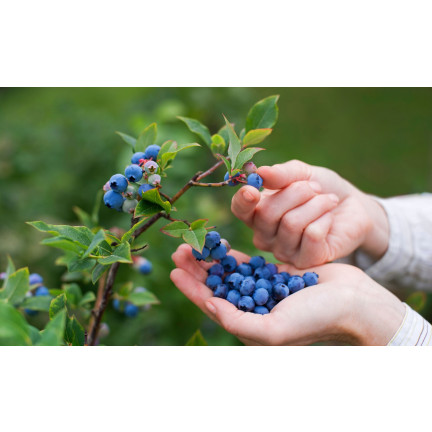 Organischer Dünger für Heidelbeeren, Granulat für Heidelbeeren, BIO, natürlich, Biovita 3 kg