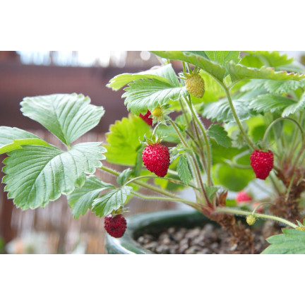 Sumin-Dünger für Erdbeeren, Walderdbeeren, Himbeeren und Brombeeren, optimale Zusammensetzung, 1 kg
