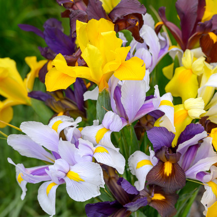 Holländische Iris, Iris hollandica, Schwertlilie, Blumenzwiebeln, Größe 6/7, 50 Stück.