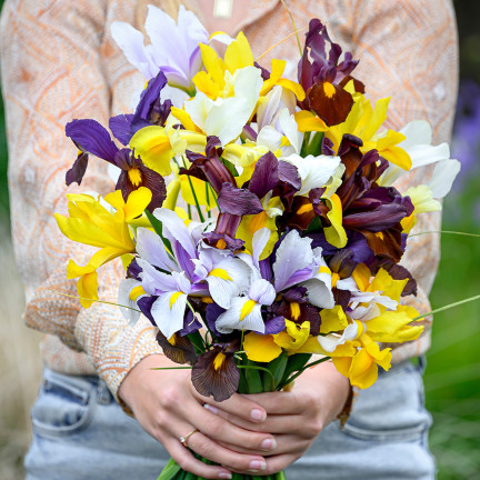 Holländische Iris, Iris hollandica, Schwertlilie, Blumenzwiebeln, Größe 6/7, 50 Stück.