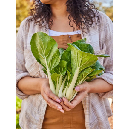 W3779 CHINESISCHER PAK CHOI KOHL 1G CHINESISCHE KOHLSAMEN TORAF