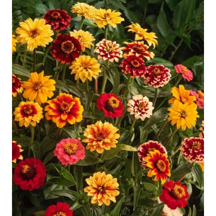 R2069 PERSIAN CYNIA SEEDS MIX COLOURFUL FLOWERS für Schnittblumen
