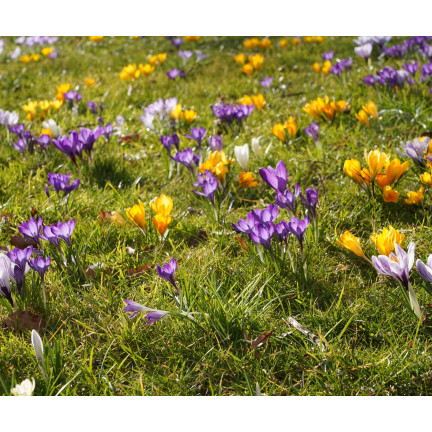 Krokus-Mischung mit großen Blüten, Blumenzwiebeln, Krokuszwiebeln, Größe 6/7, 50 Stück