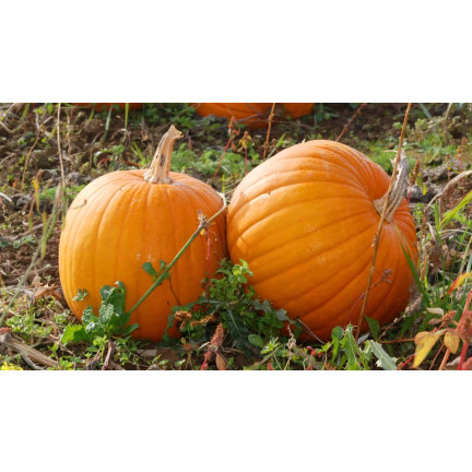 W1038 GOLIAS KÜRBIS CUCURBITA MAXIMA SAMEN KÜRBISFRUCHT BIS ZU 30KG 4G
