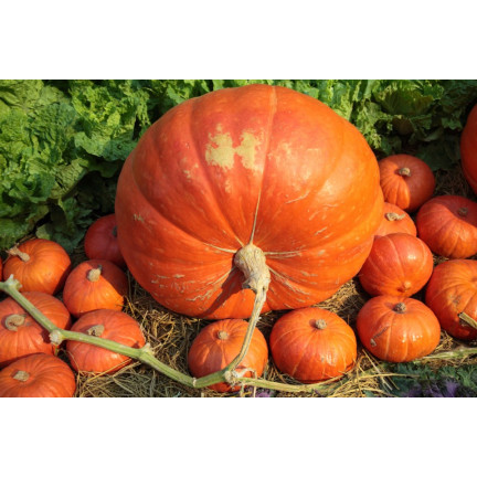 W1038 GOLIAS KÜRBIS CUCURBITA MAXIMA SAMEN KÜRBISFRUCHT BIS ZU 30KG 4G