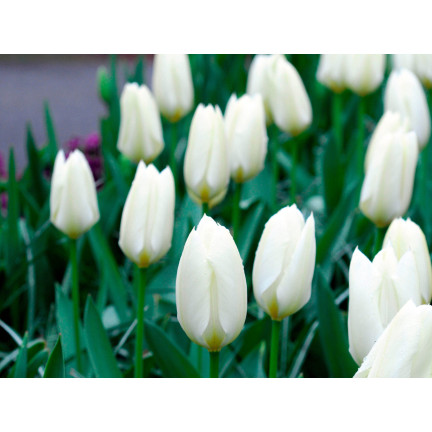 Tulipe „Purissima“, Tulpenzwiebeln, Blumenzwiebeln, Größe 9,5/10, 50 Stück.