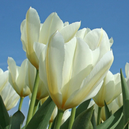 Tulipe „Purissima“, Tulpenzwiebeln, Blumenzwiebeln, Größe 9,5/10, 50 Stück.