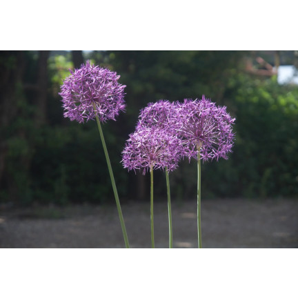 CEB23 GIGANT ORNATIVE TREE OF CANDLES alium PURPLE RAIN 5pcs 12/14