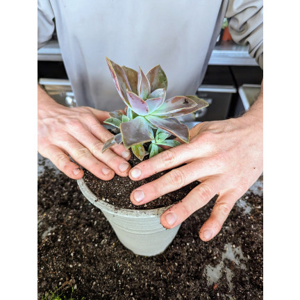 BIO10 ERDE FÜR KAKTEEN UND SUKKULENTEN ALOE VERA DURCHLÄSSIG 5L