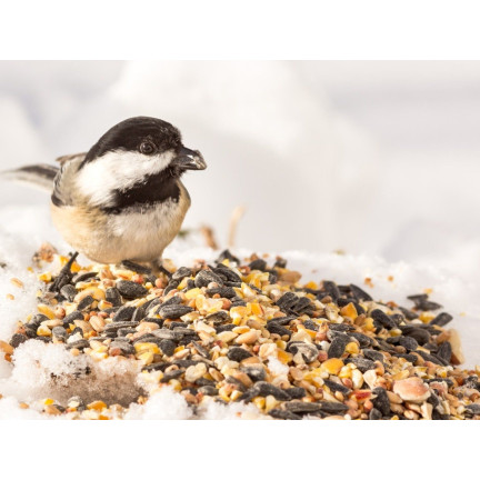 Mischfutter für Wildvögel, Ganzjahresfutter, Getreidekörner, Turdus 1 kg