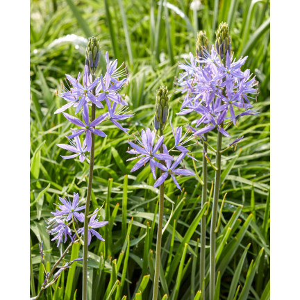 Kamasja, Camassia esculenta „Quamash“, Blumenzwiebeln, Größe 5/6, 50 Stück.