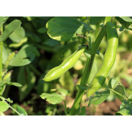 W1006 SEEDS WINDSOR WHITE BROAD BEAN MEDIUM EARLY VERY PROLIFIC 50G