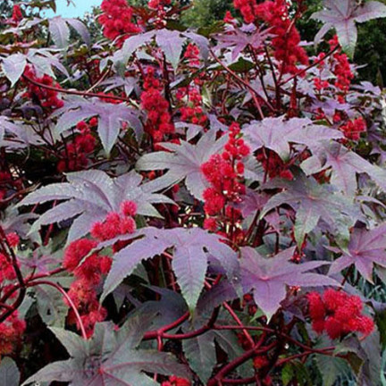 R2214 RICHINUS COMMUNIS - EINJÄHRIGER GARTEN SCHÖNE BLÜTEN Ricinus communis 8SZT.