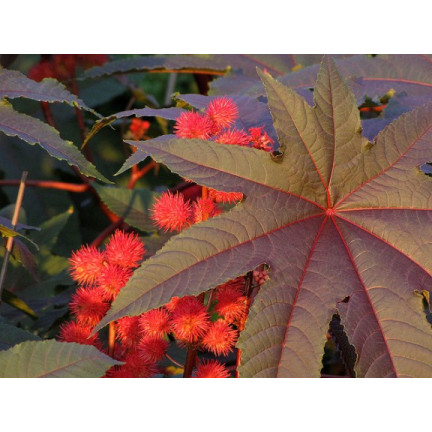 R2214 RICHINUS COMMUNIS - EINJÄHRIGER GARTEN SCHÖNE BLÜTEN Ricinus communis 8SZT.