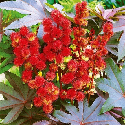 R2214 RICHINUS COMMUNIS - EINJÄHRIGER GARTEN SCHÖNE BLÜTEN Ricinus communis 8SZT.