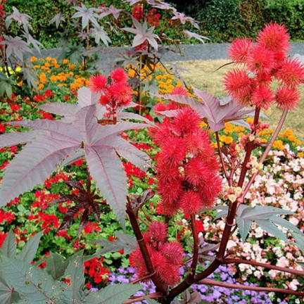 R2214 RICHINUS COMMUNIS - EINJÄHRIGER GARTEN SCHÖNE BLÜTEN Ricinus communis 8SZT.