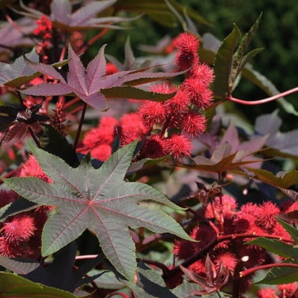 R2214 RICHINUS COMMUNIS - EINJÄHRIGER GARTEN SCHÖNE BLÜTEN Ricinus communis 8SZT.