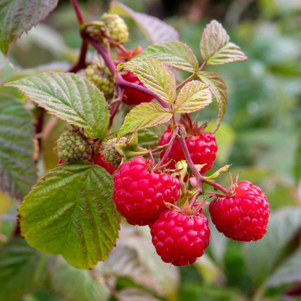 Organischer Dünger für Erdbeeren und Himbeeren, natürlich, BIO, Granulat, Biovita, 3 kg