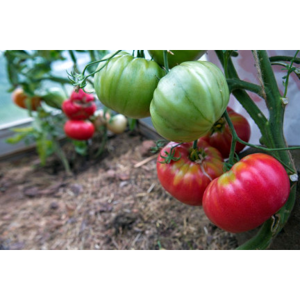 W1160 HIMBEERE GEMAHLENE TOMATENSAMEN FÜR SAUCEN KONSERVEN 0,5G