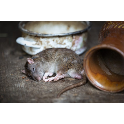 SUM61 SUMIN MÜSLISCHACHTEL RODENTIZID GIFT FÜR MÄUSE 500G (4X125G)