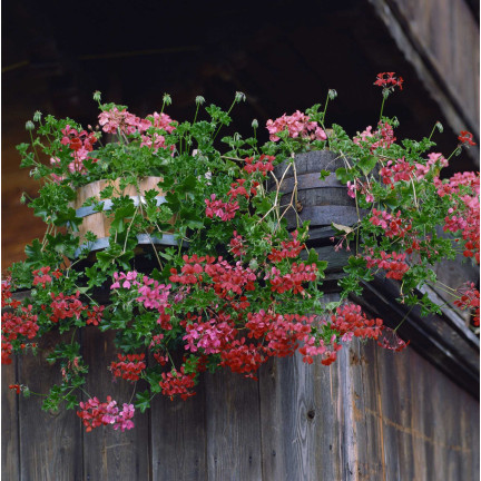 Hängende Pelargonie „Speedy Mix“, Pelargonium peltatum F2-Hybriden, 10 Samen