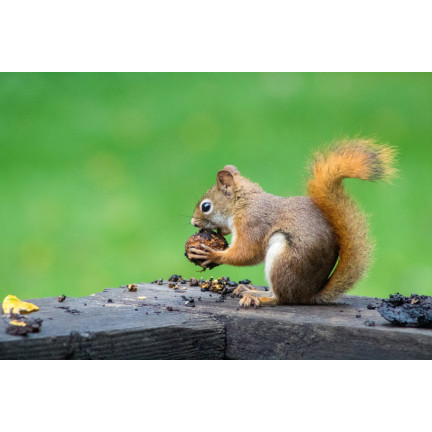 Futter für Eichhörnchen, Nahrung für Eichhörnchen, gesunde Mischung, Turdus, 500 g