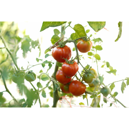 Organischer Dünger für Tomaten, BIO-Granulat, natürlich, Biovita 3 kg