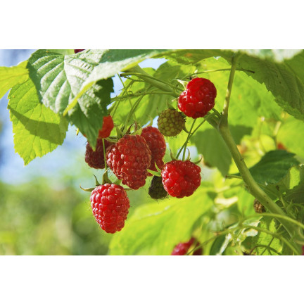 Organischer Dünger für Erdbeeren und Himbeeren, natürlich, BIO, Granulat, Biovita, 3 kg