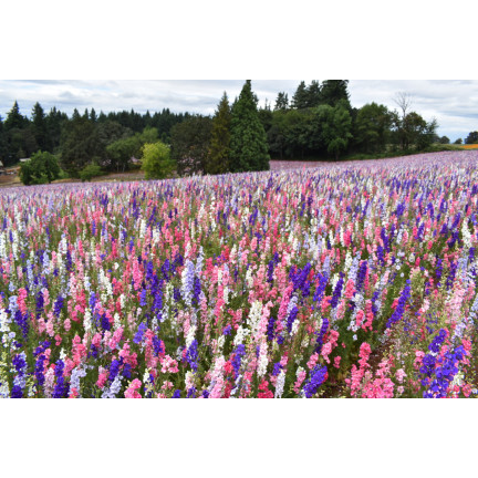 R2801 GARTEN STECHPALME VOLL MIX SOMMER STECHPALME BLUMEN 1G SAMEN