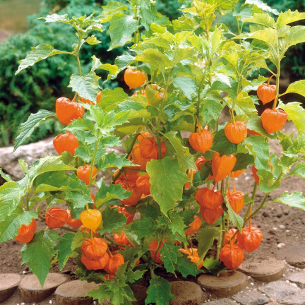 W1185 BRAZILIAN ROSE SEEDS Inka-Beere Zier-, Heil- und essbare Frucht