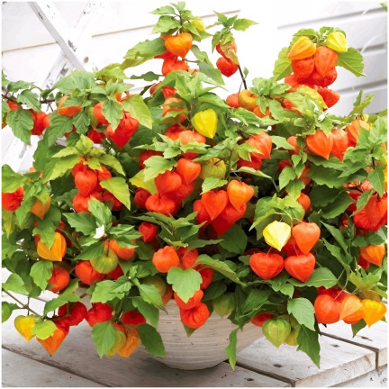 W1185 BRAZILIAN ROSE SEEDS Inka-Beere Zier-, Heil- und essbare Frucht