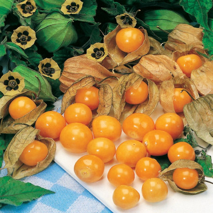 W1185 BRAZILIAN ROSE SEEDS Inka-Beere Zier-, Heil- und essbare Frucht