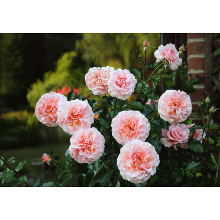 SUM14 Dünger für Wasserrosen, 1 kg – optimale Zusammensetzung, üppige Blüte, gesundes Wachstum
