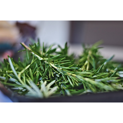 Z3028 ROSMARIN AROMATISCHE KRÄUTER SAMEN MEHRJÄHRIG 0.1G