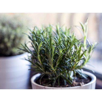 Z3028 ROSMARIN AROMATISCHE KRÄUTER SAMEN MEHRJÄHRIG 0.1G