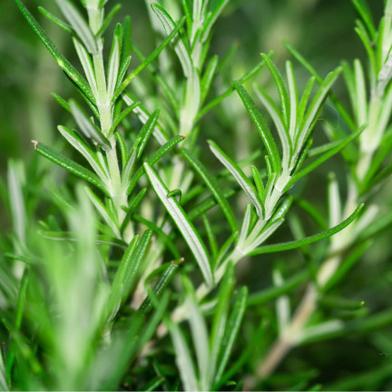Z3028 ROSMARIN AROMATISCHE KRÄUTER SAMEN MEHRJÄHRIG 0.1G