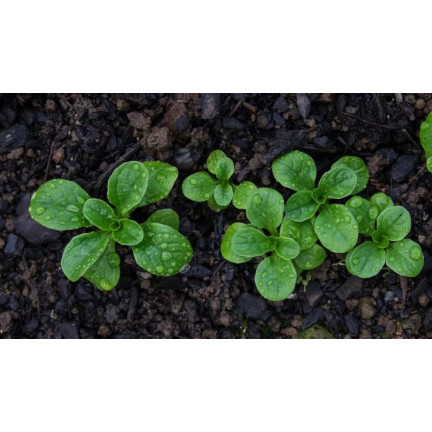 W1186 FELDSALAT GEMÜSESAMEN VITAMINREICHER KOPFSALAT 1G