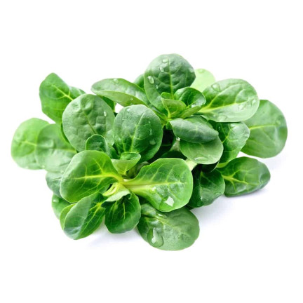 W1186 FELDSALAT GEMÜSESAMEN VITAMINREICHER KOPFSALAT 1G