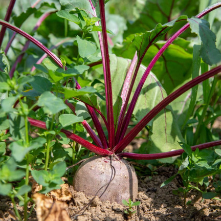W0012 ROTE BETE KUGEL 2 10G ROTE BETE SAMEN