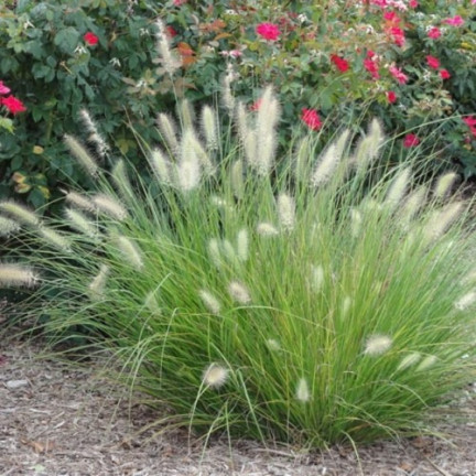 R2251 Pennisetum villosum – einjähriges, buschiges Gras mit federartigen Büscheln, 12 Stück