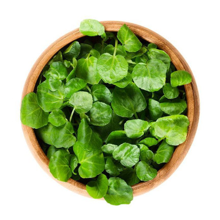 W1187 Brunnenkresse vitaminreiches Gemüsesaatgut mit hohem Ertrag winterhartes Superfood