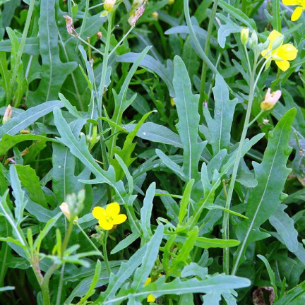 W1188 WILDWACHSENDE RUCOLA-SAMEN SAFTIG-SCHARFE SALATBLÄTTER SANDWICH 1G
